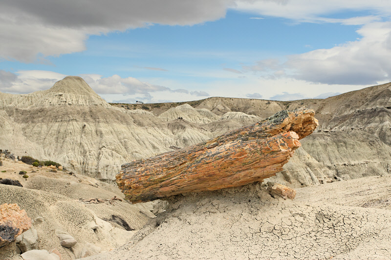Petrified Log, Bus in Background (2400)
