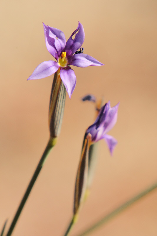 Iris family, Solenomelus sisyrinchium (2468)
