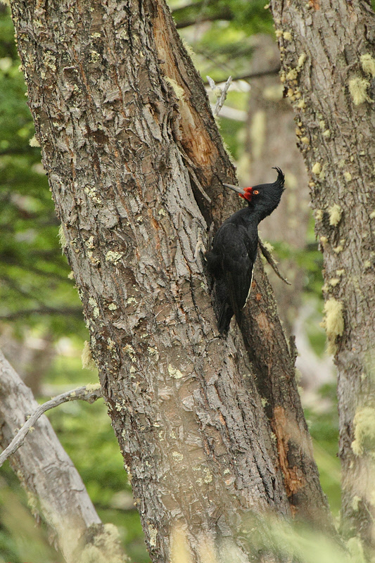 Magellanic Woodpecker (Female) (2514)