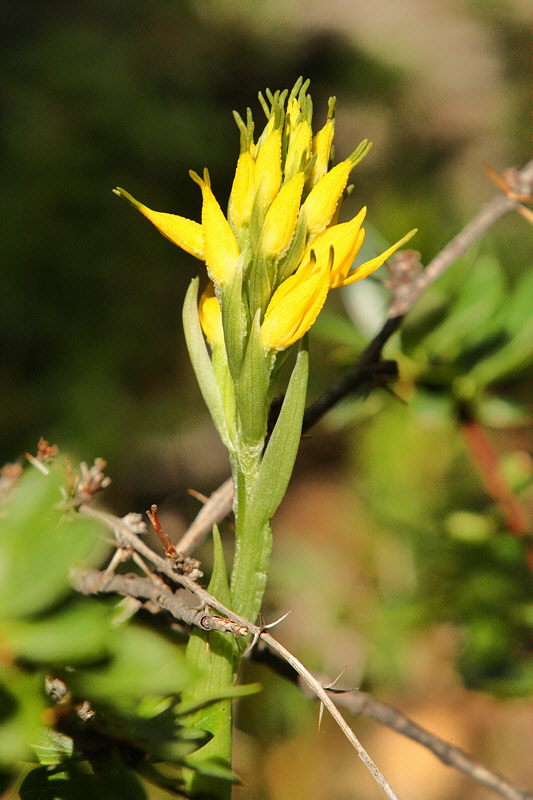 Yellow Orchid, Gavilea lutea (2484)