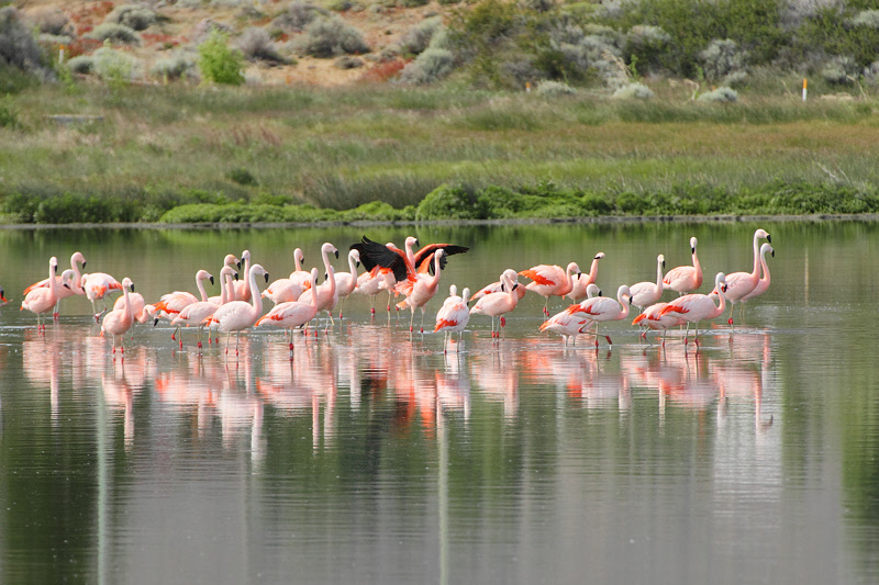 Chilean Flamingos (3207)