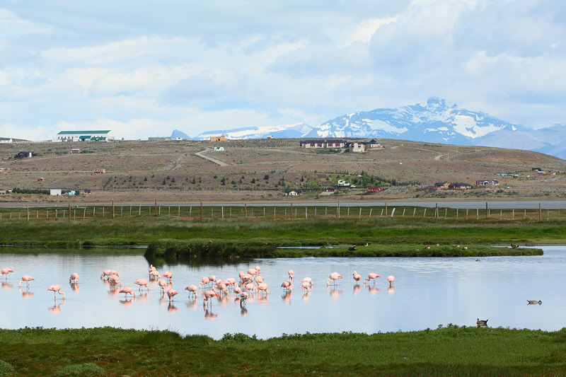 Chilean Flamingos in Laguna Nimez (3190)