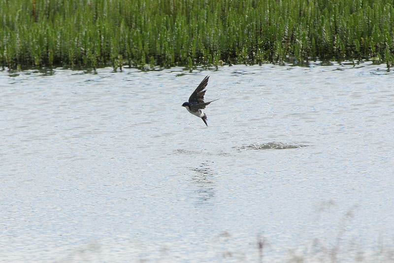 Chilean Swallow (2813)