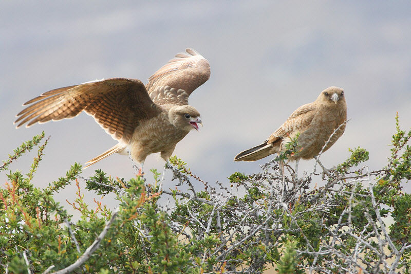 Birds of Patagonia