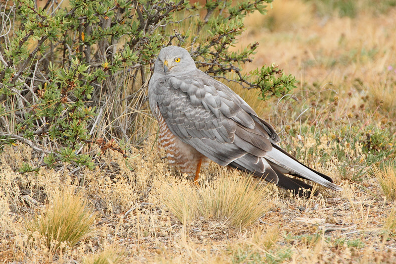 Cinereous Harrier (3043)