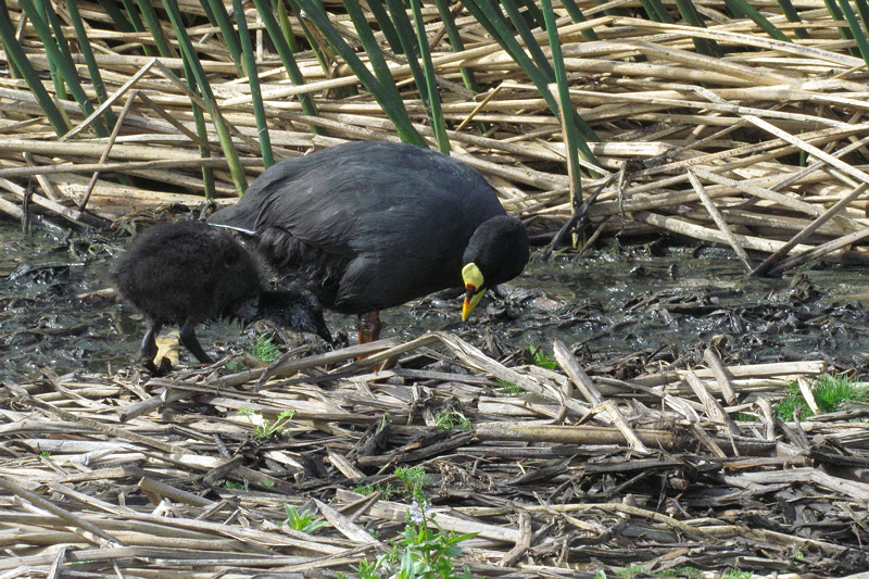 Red-gartered Coot with Chick (2228L)
