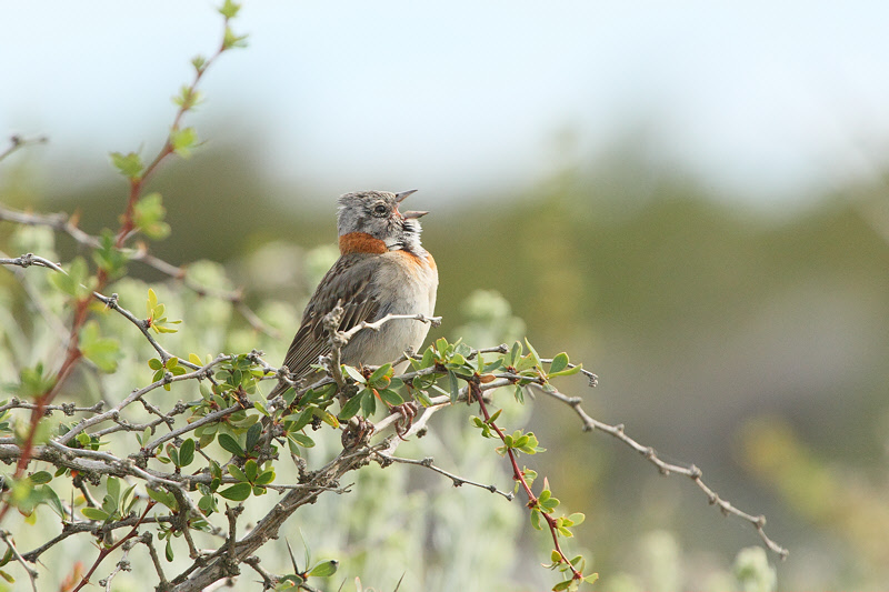 Rufous-collared Sparrow (2852)