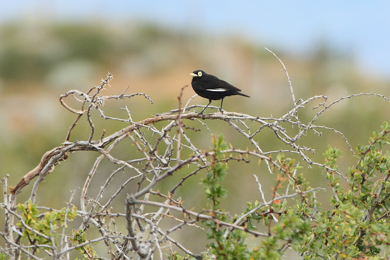 Spectacled Tyrant (3038)