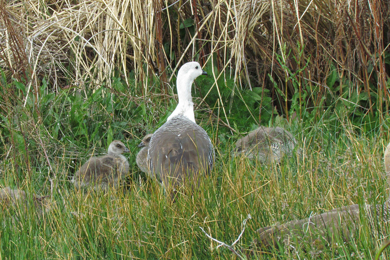 Upland Goose with Chicks (2218L)