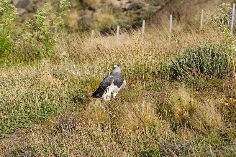 Black-chested Buzzard-Eagle (4821)