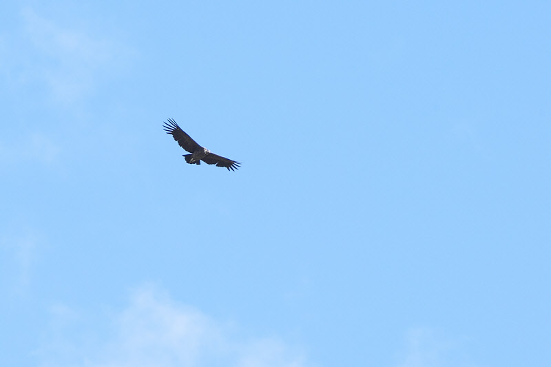 Andean Condor (3481)