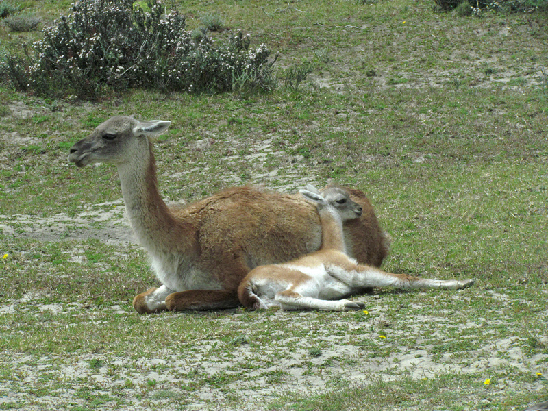Guanaco with Young (2362L)