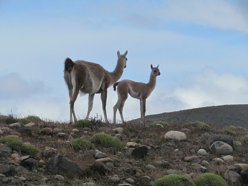 Patagonia 2012 -- Wildlife