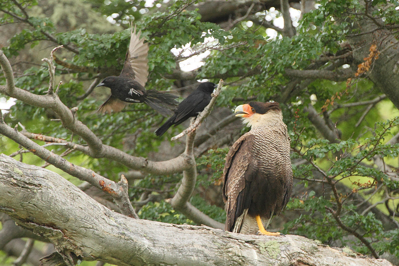 Austral Blackbird annoying Southern Caracara  (3943)