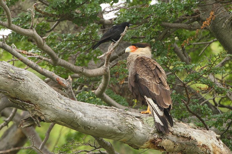 Austral Blackbird annoying Southern Caracara (3878)