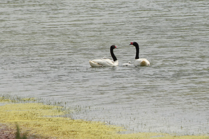 Black-necked Swans (3736)