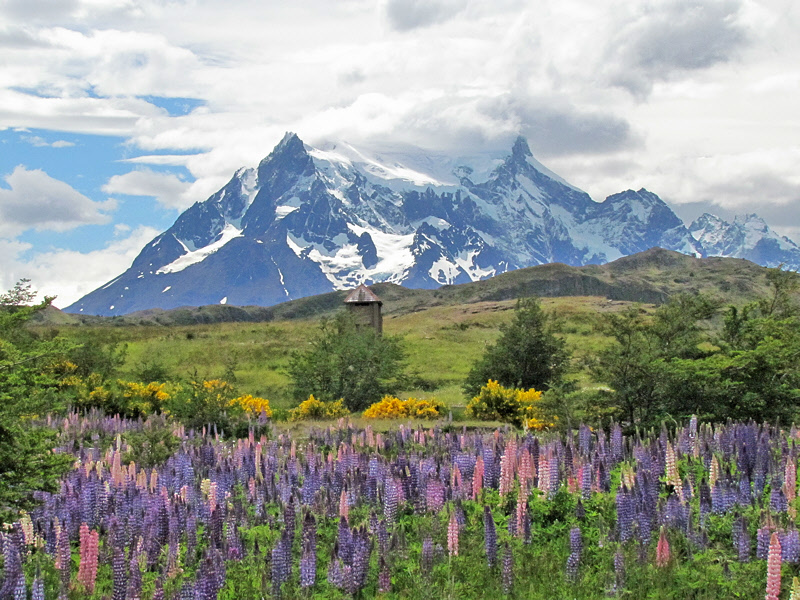 Lupines at Torres del Paine (2532L)