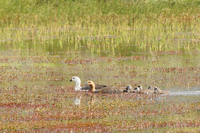 Upland Geese with Chicks (3728)