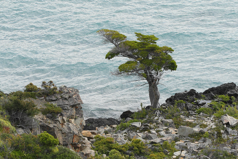 Windswept Tree Near Lago Pehoe (4000)
