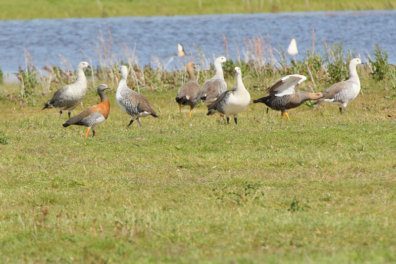 Ashy-headed Goose (in flock of Upland Geese) (4484)