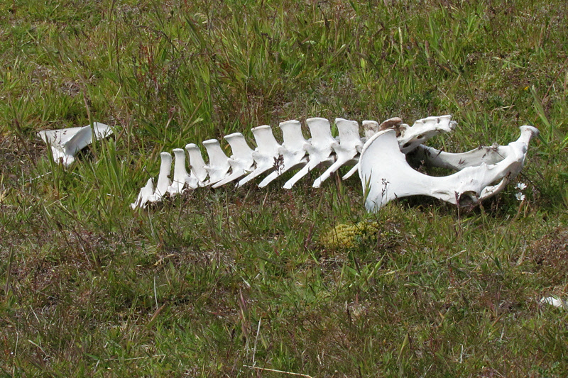 Guanaco Skeleton (2591L)