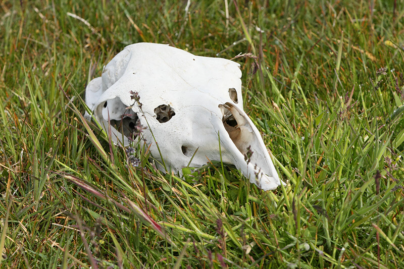 Guanaco Skull (4200)