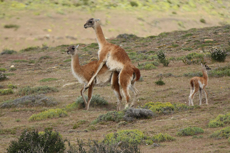 Guanacos Friendly (4399)