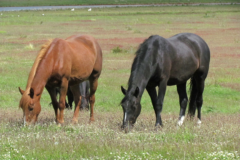 Horses near Laguna Azul (2653L)