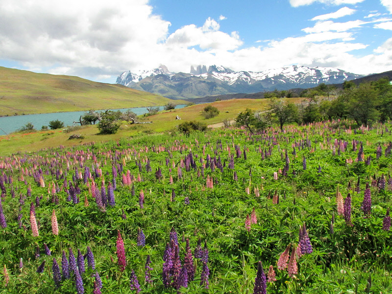 Patagonia 2012 -- Flowers and Vegetation