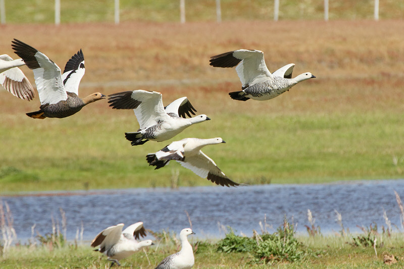 Upland Geese Flushing (4489)