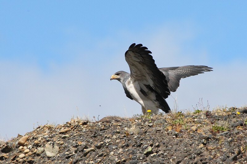 Black-chested Buzzard-Eagle (4688)
