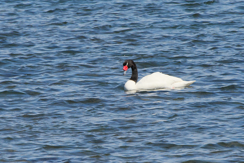 Black-necked Swan (4800)
