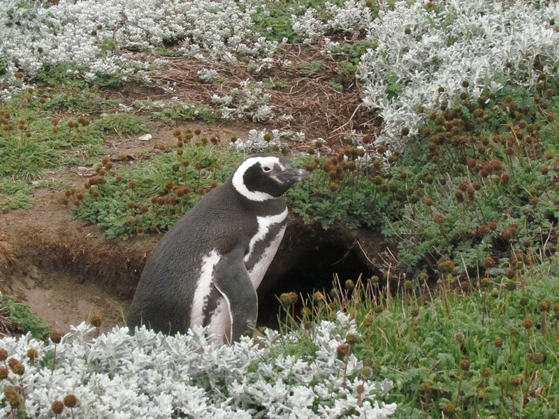 Magellanic Penguin (2691L)