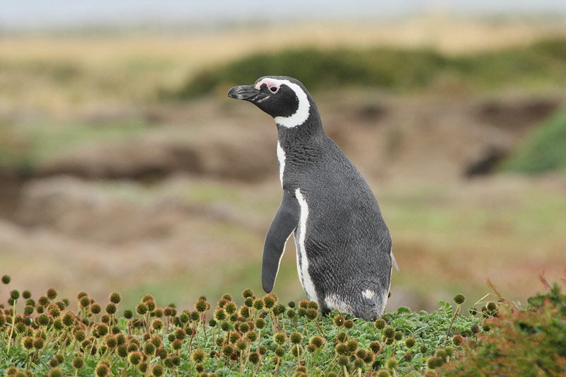 Magellanic Penguin (5013)