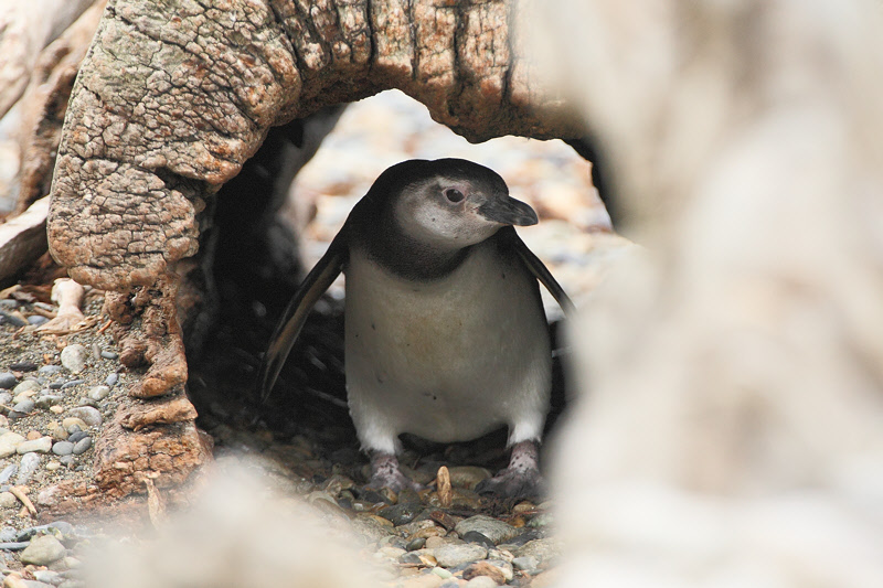 Magellanic Penguin in a Log (4911)