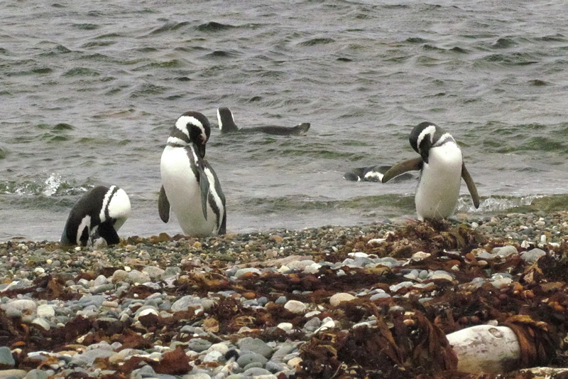 Magellanic Penguins (2700L)