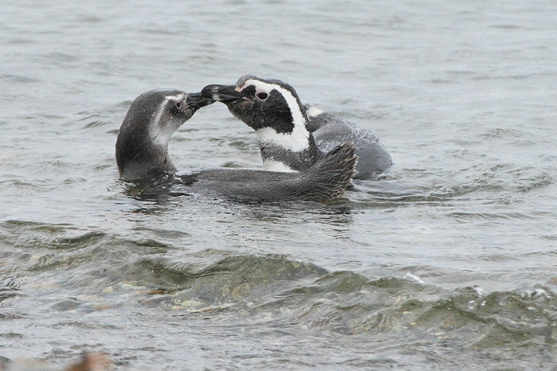 Magellanic Penguins Kissing (4933)