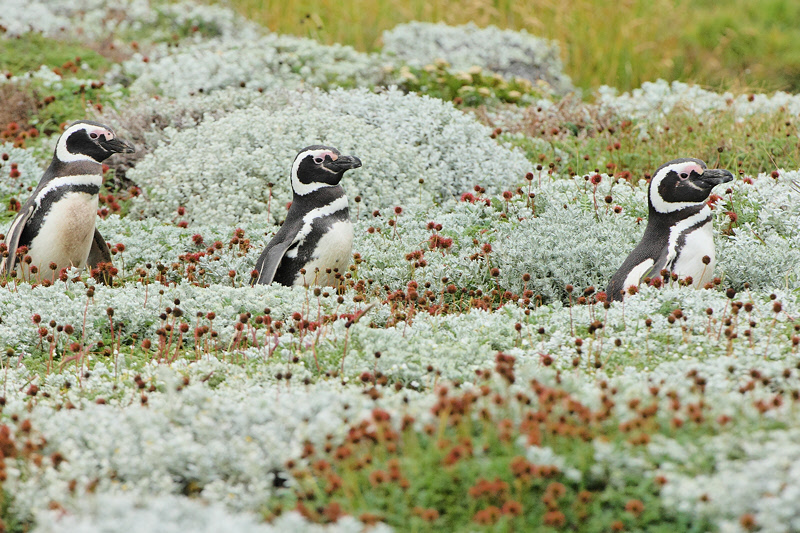 Magellanic Penguins going for a Swim (4858)