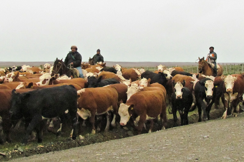 Pause for Cattle Passing By (2709L)
