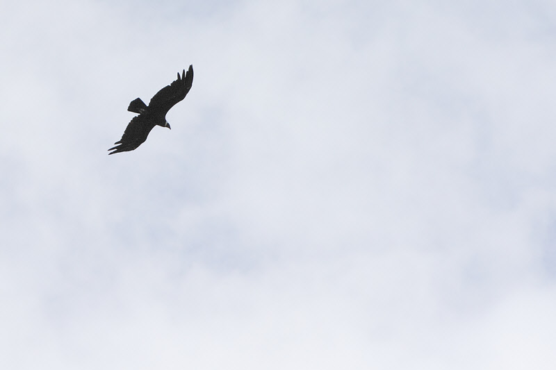 Andean Condor (4456)