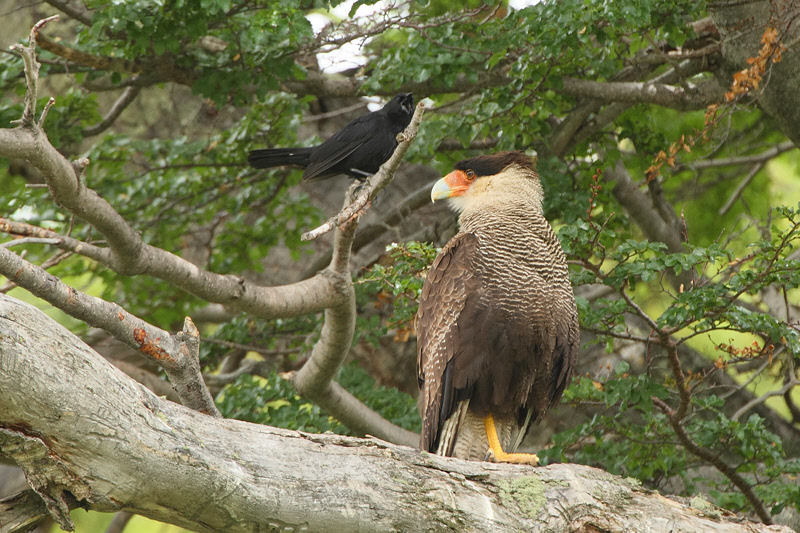 Austral Blackbird annoying Southern Caracara  (3916)