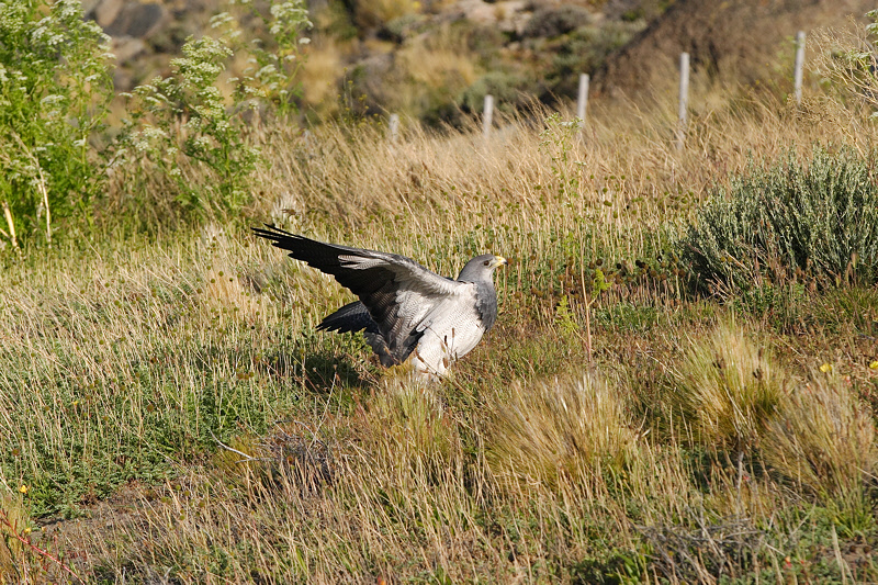 Black-chested Buzzard-Eagle (4819)