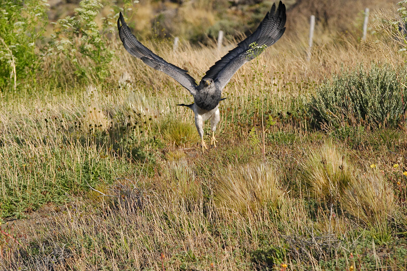 Black-chested Buzzard-Eagle (4825)