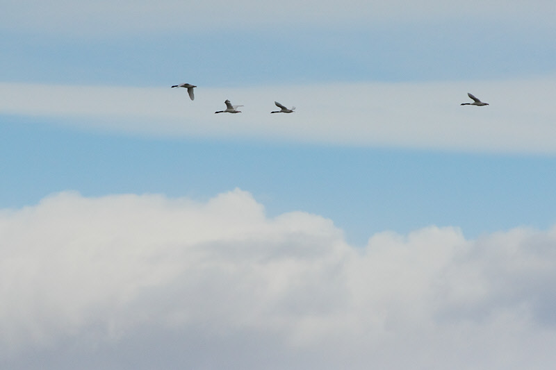 Black-necked Swans (2698)
