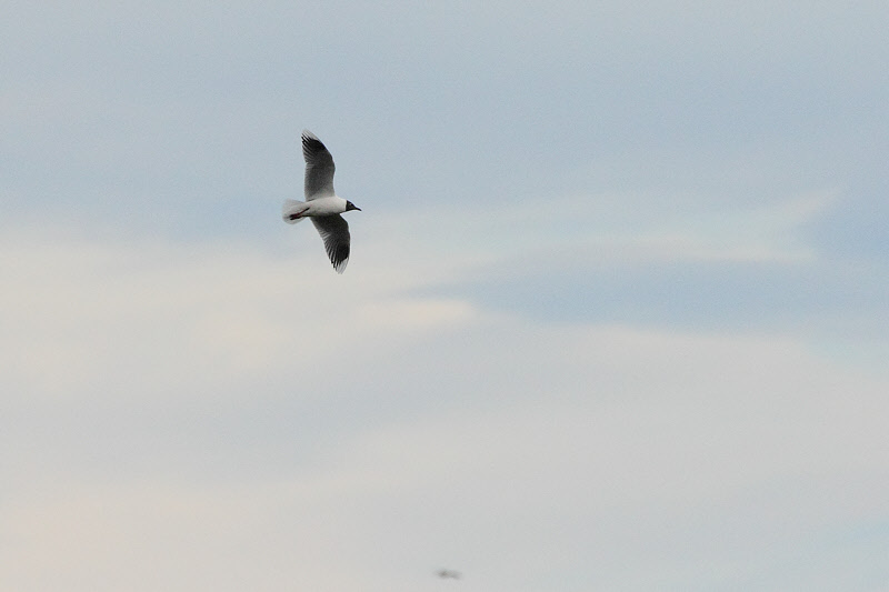 Brown-hooded Gull (2696)