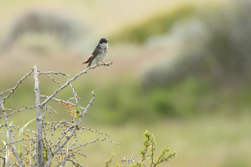 Chilean Swallow (2837)
