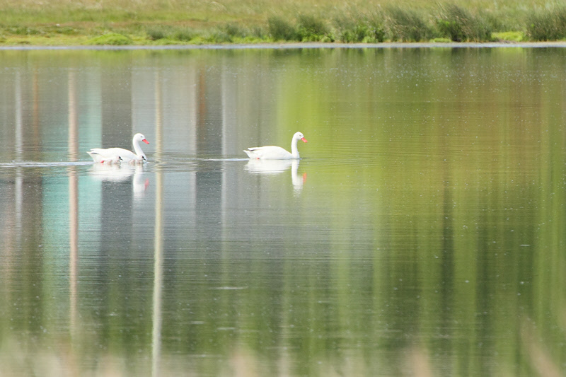 Coscoroba Swans with Chicks (3225)