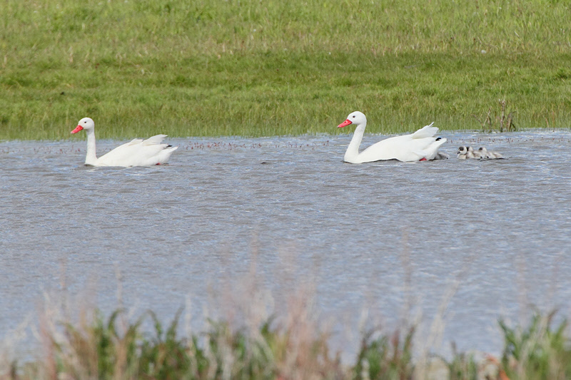Coscoroba Swans with Chicks (4553)