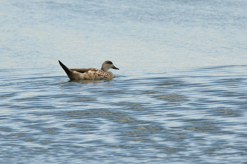 Crested Duck  (2272)