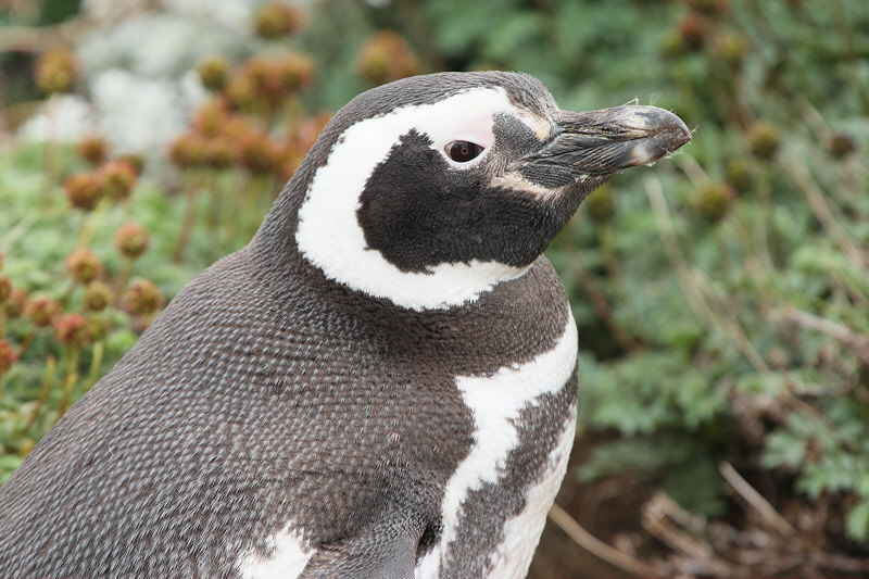 Magellanic Penguin (4830)
